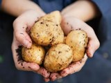 How to Grow Potatoes From Potatoes