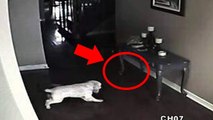 5 Dogs That Saw Something Their Owners Couldn't See : Ghosts, ESP, and Paranormal