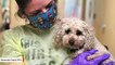 Dog Seeking Forever Home After Owners Die Of Coronavirus Goes Viral