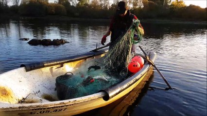 PESCA DE BARBOS E FATAÇAS COM REDE RIO TEJO   ORTIGA MAÇÃO PORTUGAL