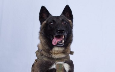 The Dog That Followed ISIS Leader Abu Bakr al-Baghdadi To Death