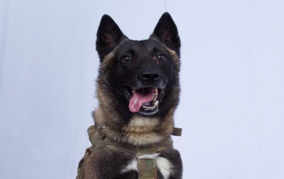 The Dog That Followed ISIS Leader Abu Bakr al-Baghdadi To Death