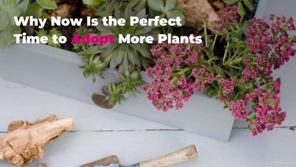 Why Now Is the Perfect Time to Adopt More Plants