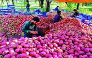 Why Terrorists Want To Hurt Apple Trade In Kashmir: Ground Report