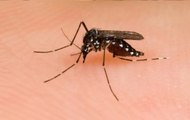 Dengue Menace In Patna, BJP MLA Among 15,00 Patients