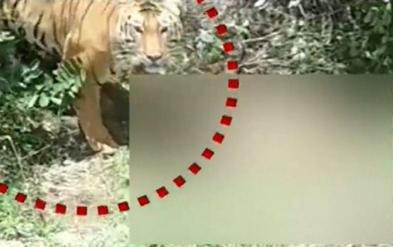 Karnataka: Man Eating Tiger Captured In Bandipur Reserve Forest