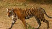 Watch: Forest Officers Catch Man-Eating Tiger In Karnataka’s Bandipur