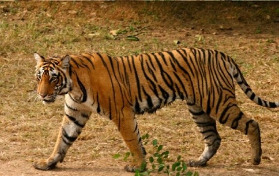 Watch: Forest Officers Catch Man-Eating Tiger In Karnataka’s Bandipur