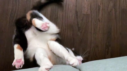 Luna’s got the quarantine crazies