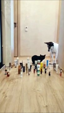La preuve que les chats sont supérieurs aux chiens