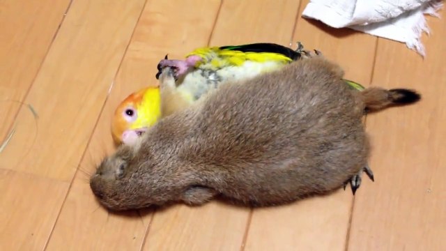 Amitié adorable entre une perruche et un gros rongeur