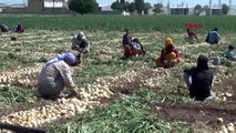 HATAY Amik Ovası'nda kuru soğan hasadına başlandı