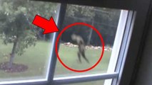 5 Mysterious Creatures Caught on Tape : Top 5 STRANGE Creatures