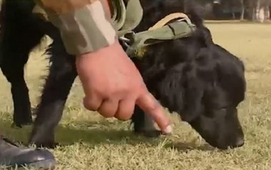 NN Special: Watch how Army trains sniffer dogs to fight against terrorism