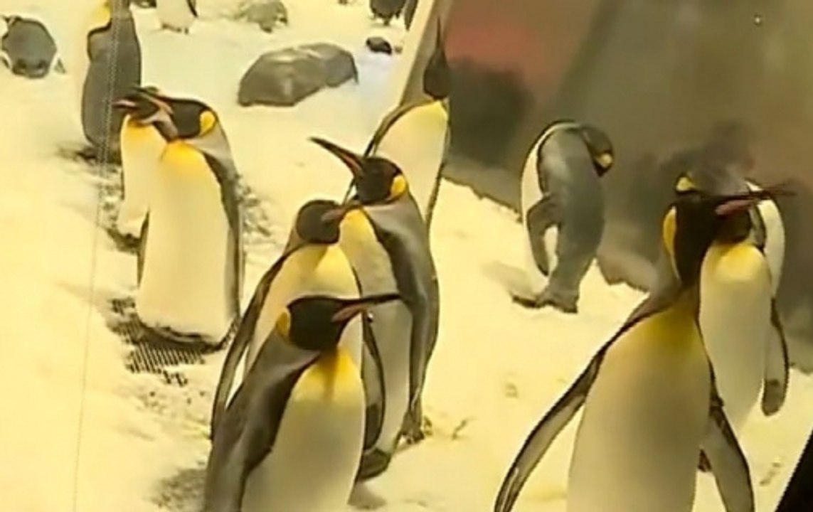 Penguins frolicking in Summer? Melbourne shows you how