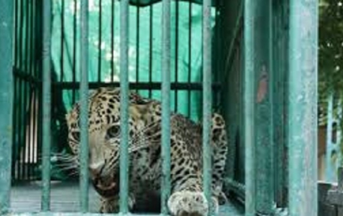 Leopard enters Gujarat Secretariat, captured safely