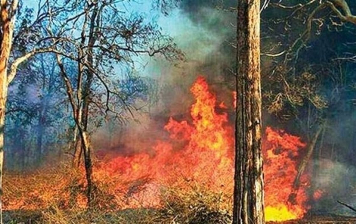 Fire in Mumbai's Aarey forest near Infinity IT Park doused