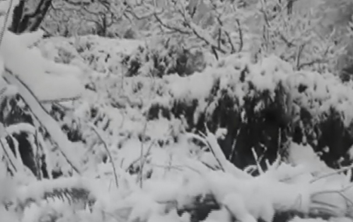 Heavy snowfall disrupts normal life in Himachal...