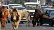 KhabarCut2Cut: UP CM Yogi Adityanath orders strict action against those leaving cattle on roads