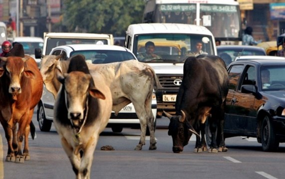 KhabarCut2Cut: UP CM Yogi Adityanath orders strict action against those leaving cattle on roads