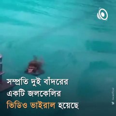 Watch_ Monkey Taking A Bath At The Swimming Pool In Mumbai