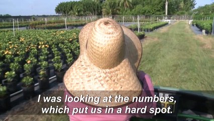 Virus throttles Florida's lucrative ornamental plant industry