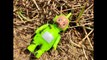 RED FIRE ANTS Hill Teletubbies Toys Bug EXPLORING-