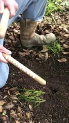 Vibrations Make the Worms Come to You