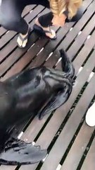 Seal Makes Himself Comfortable On a Boat in Namibia