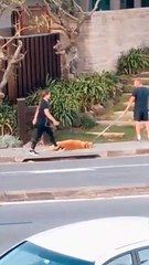 Golden Retriever Refuses to Walk with Owner