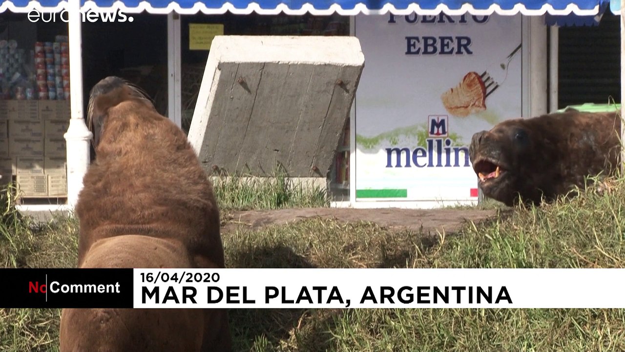 Seebad Mar del Plata: Rüpel auf Landgang