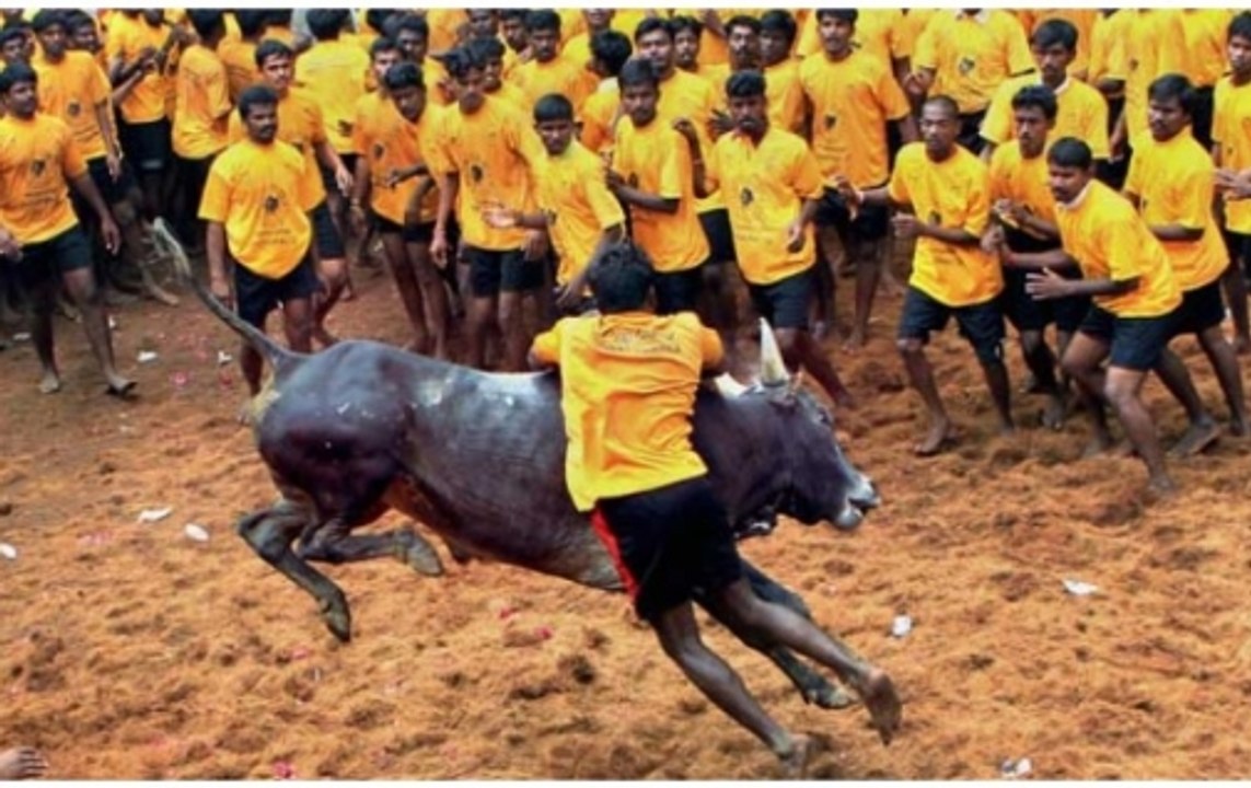 Lucknow: Stray bull attacks religious procession, injures many
