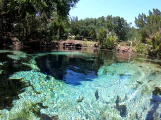 Diving into a School of Fish