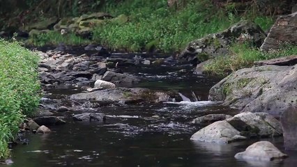 Musica Som de Flauta e Agua de Rio para Relaxamento e Meditacao