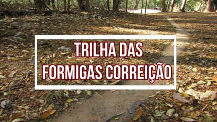 Trilha das formigas no chão floresta 