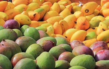 Decline in mangoes price: Consumers cheer but concern for growers