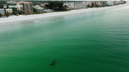 Florida marine live thrives during coronavirus lockdown