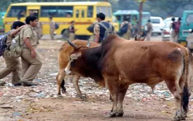 Watch: Bull hits man twice in Gujarat’s Rajkot