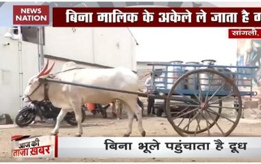 Offbeat news: Bull delivers milk to dairy farm in Maharashtra's Sangli