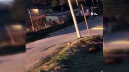 Bolu’da, yaban hayvanları yerleşim alanlarına indi