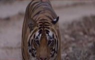 Ek Tha Tiger to Tiger Jinda Hai: Saga of surge in India’s tigers
