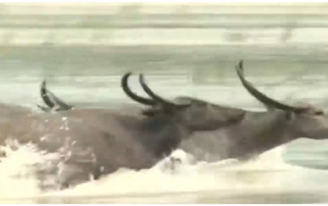 Assam flood: Here's how animals of Kaziranga National Park suffer