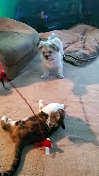 Dog and Cat Team Up To Play