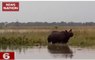 Assam floods: Animals from Kaziranga National Park taken to highlands