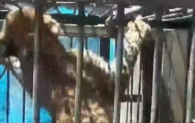 Four leopard cubs rescued in Uttarakhand's Pithoragarh