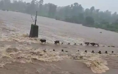 Watch: Cattle washed away as water levels of Surya river rise