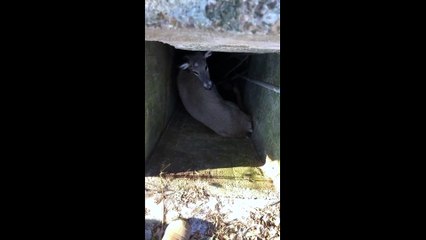 Saving a White Tail Deer From a Well