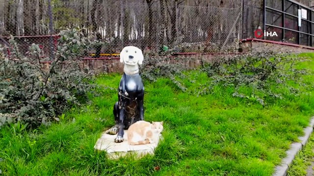 Korona günlerinde can dostların keyfi yerinde: Kedilere klasik müzik dinletisi