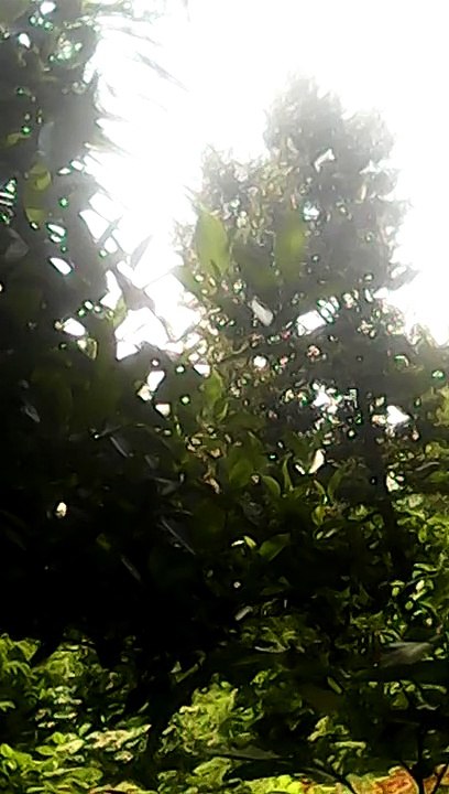 Pohon durian
