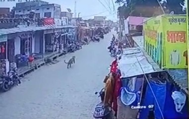 Panic Gripps Rajasthan’s Sikar After Panther Spotted In Area